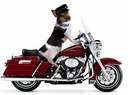 Biker community value member